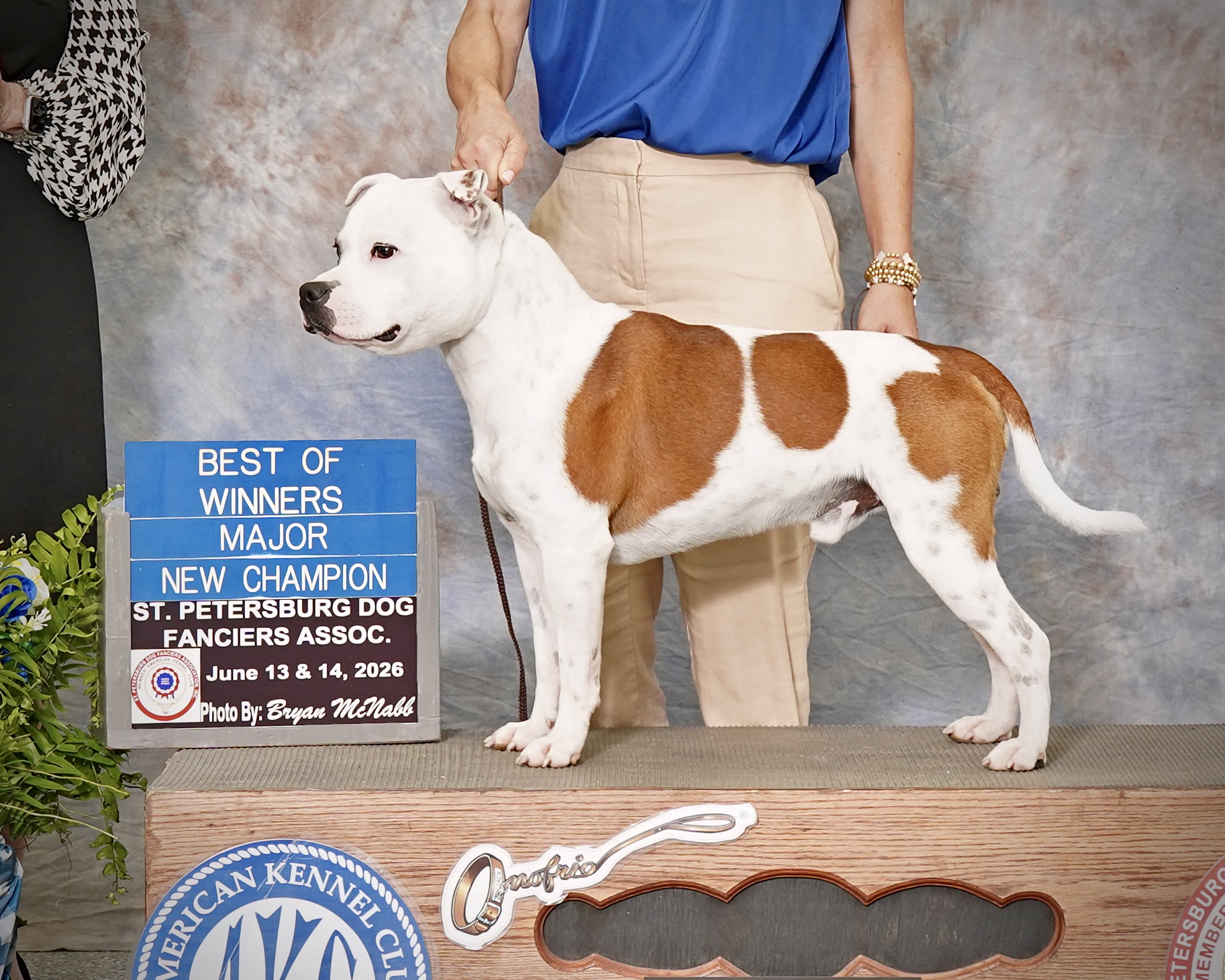 Rocky earning his AKC Championship
