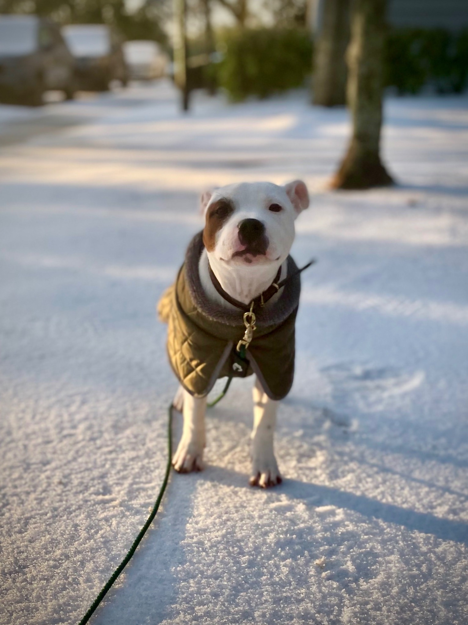 Rocky wearing a coat in cold weather