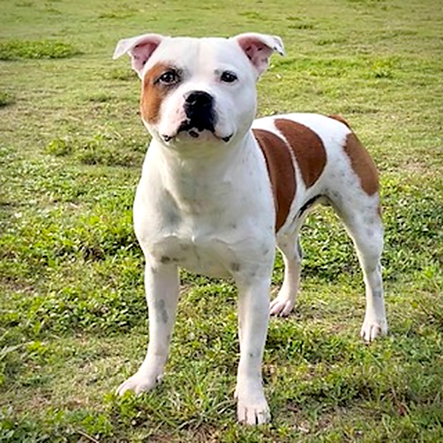 Rocky, a white and red pied Staffordshire Bull Terrier standing outdoors