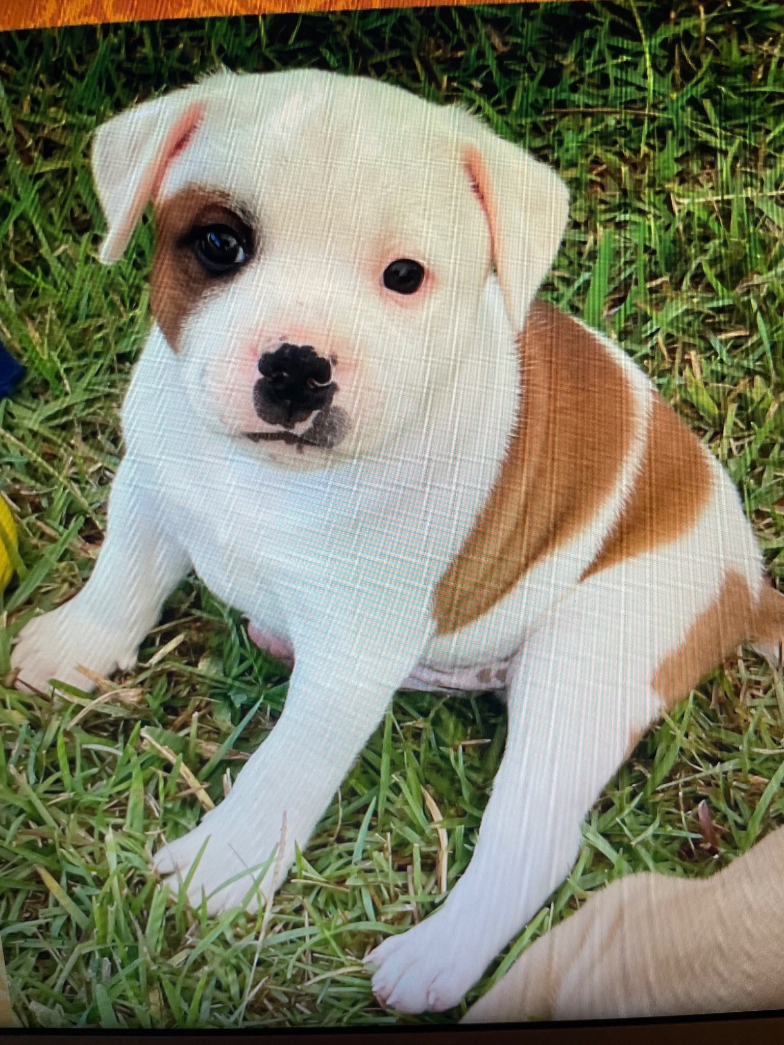 Rocky as a puppy