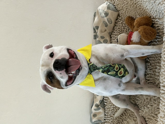 Rocky smiling while wearing his avocado-print tie